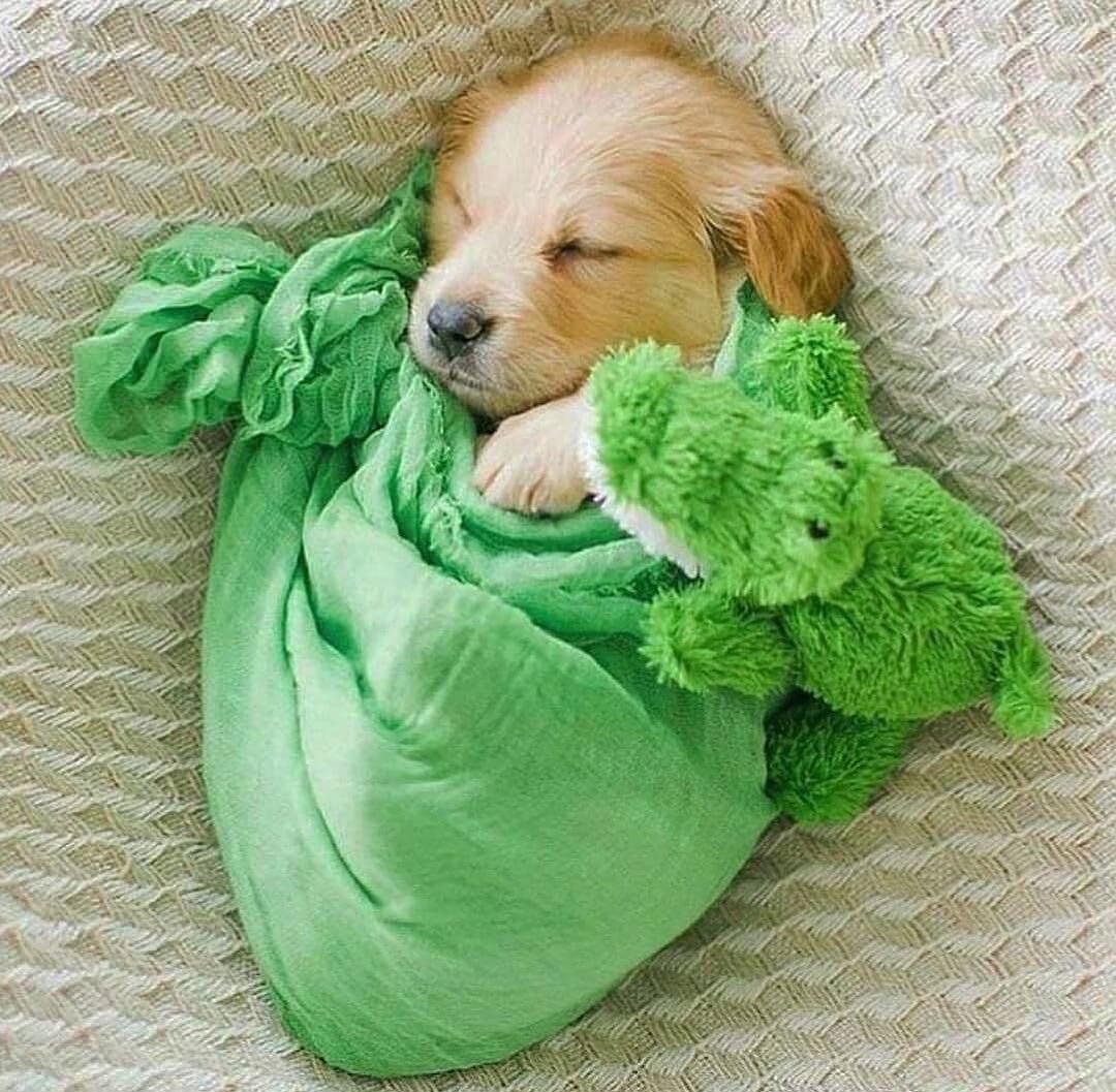 Cute Puppy Image