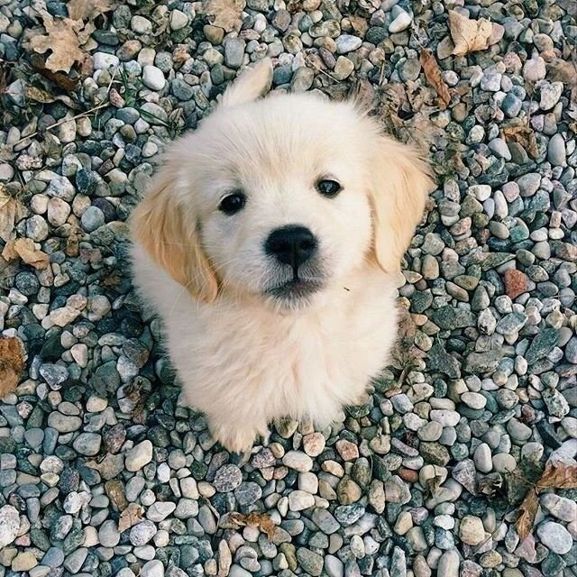 Cute Puppy Pics