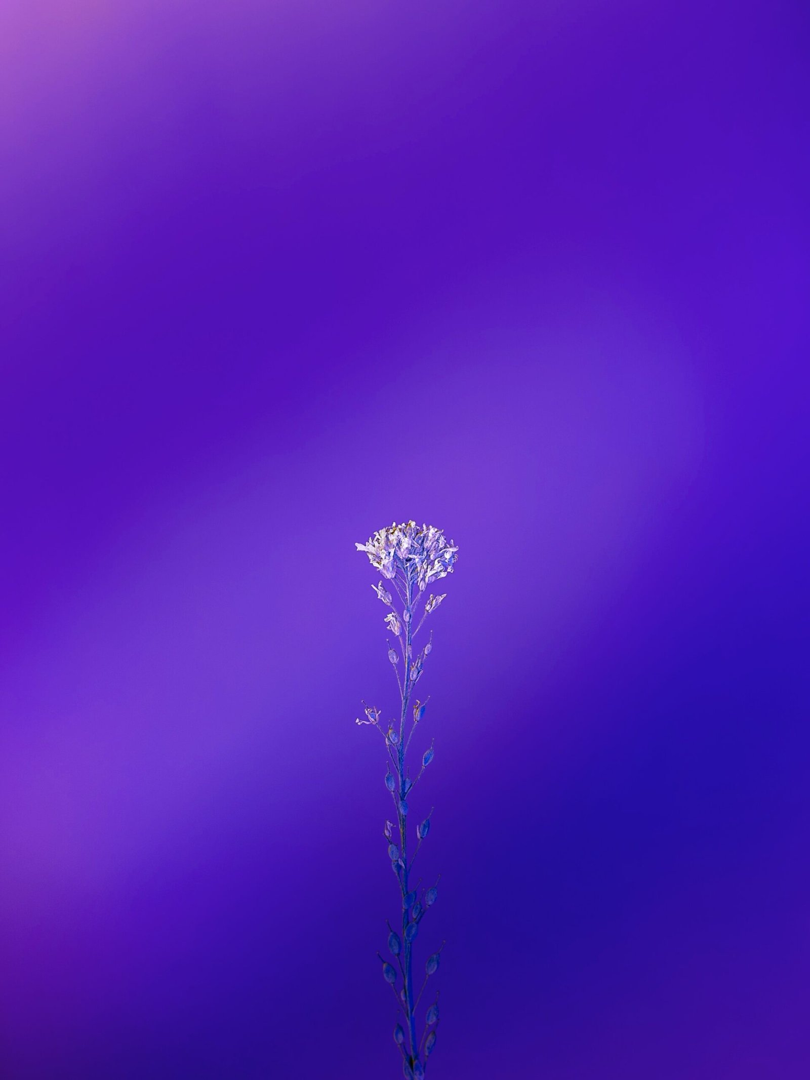 Blue And Purple Wallpaper