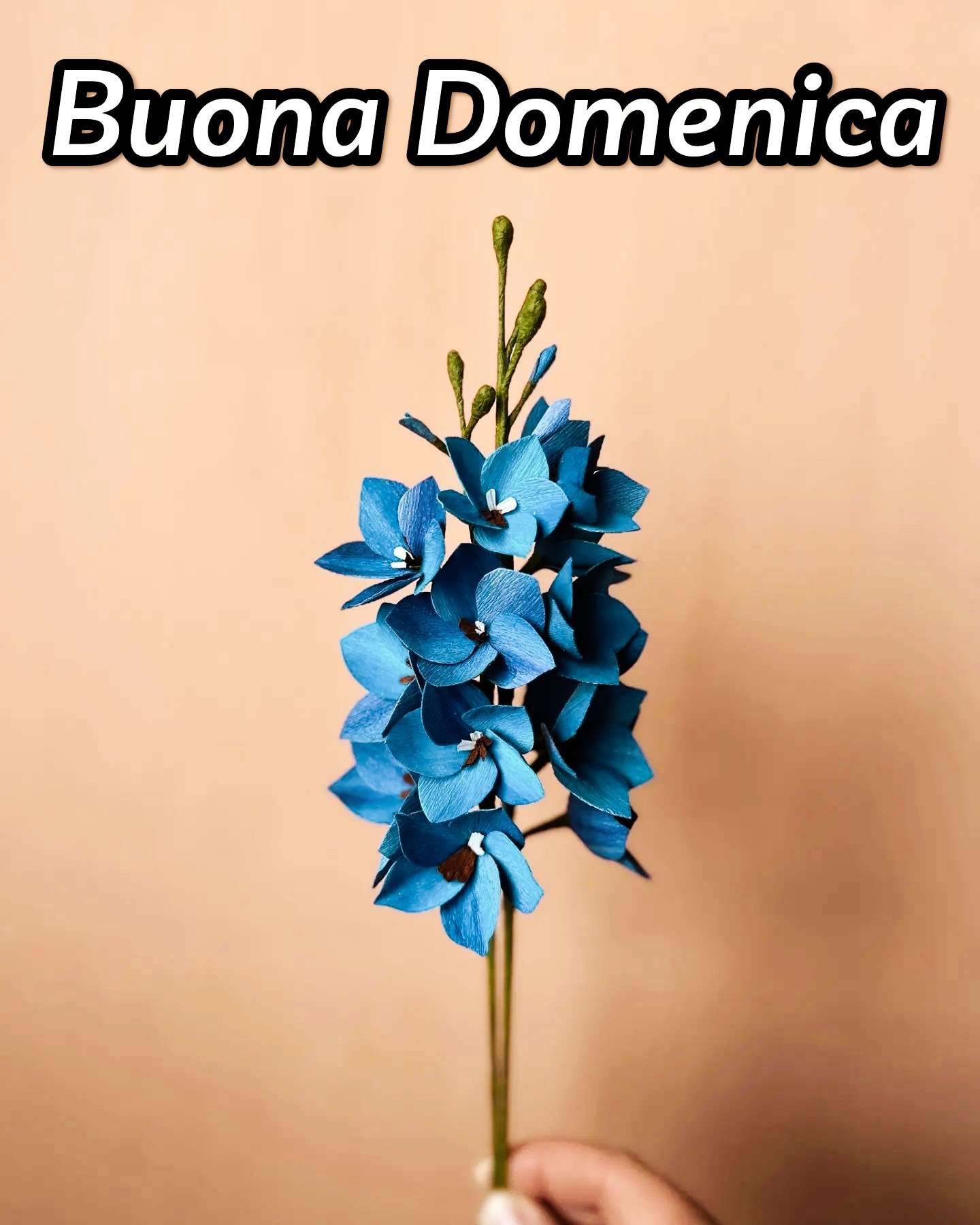 Immagini Buona Domenica Delle Palme