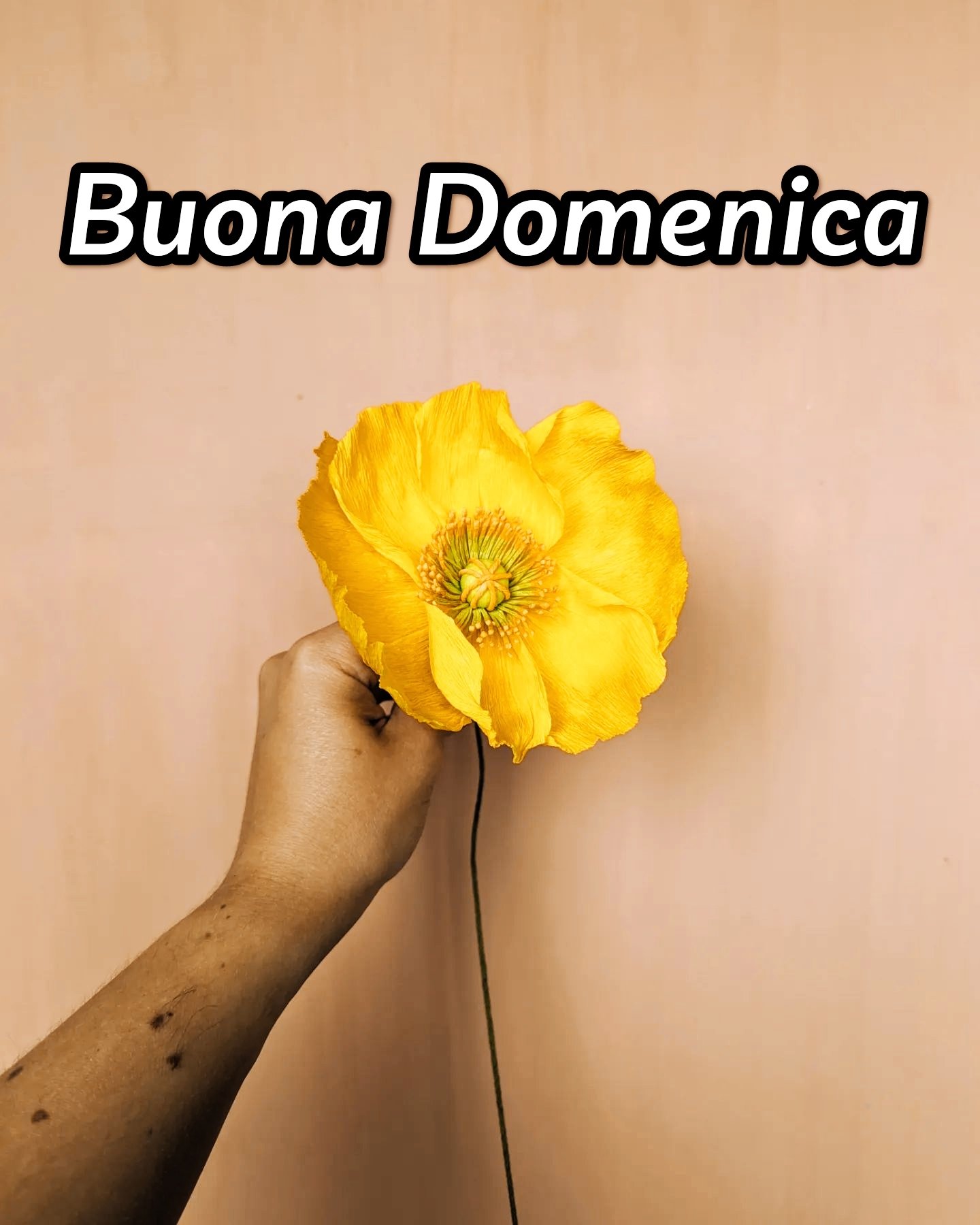 Immagini Buona Domenica Whatsapp Gratis