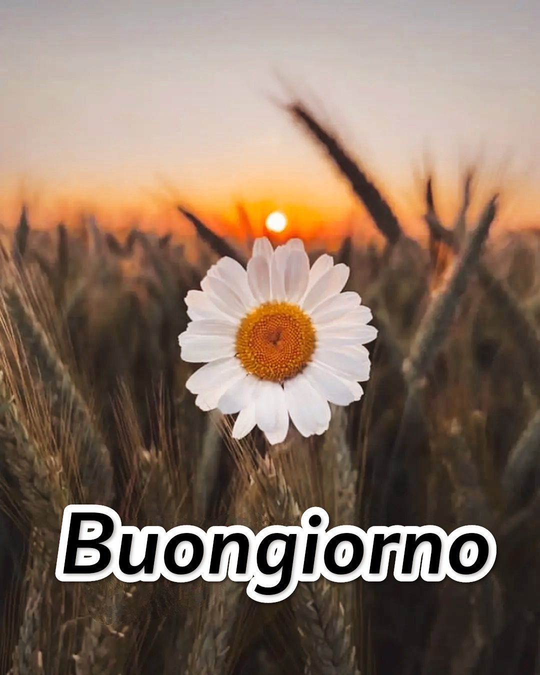 Immagini Whatsapp Semplicemente Buongiorno Nuove