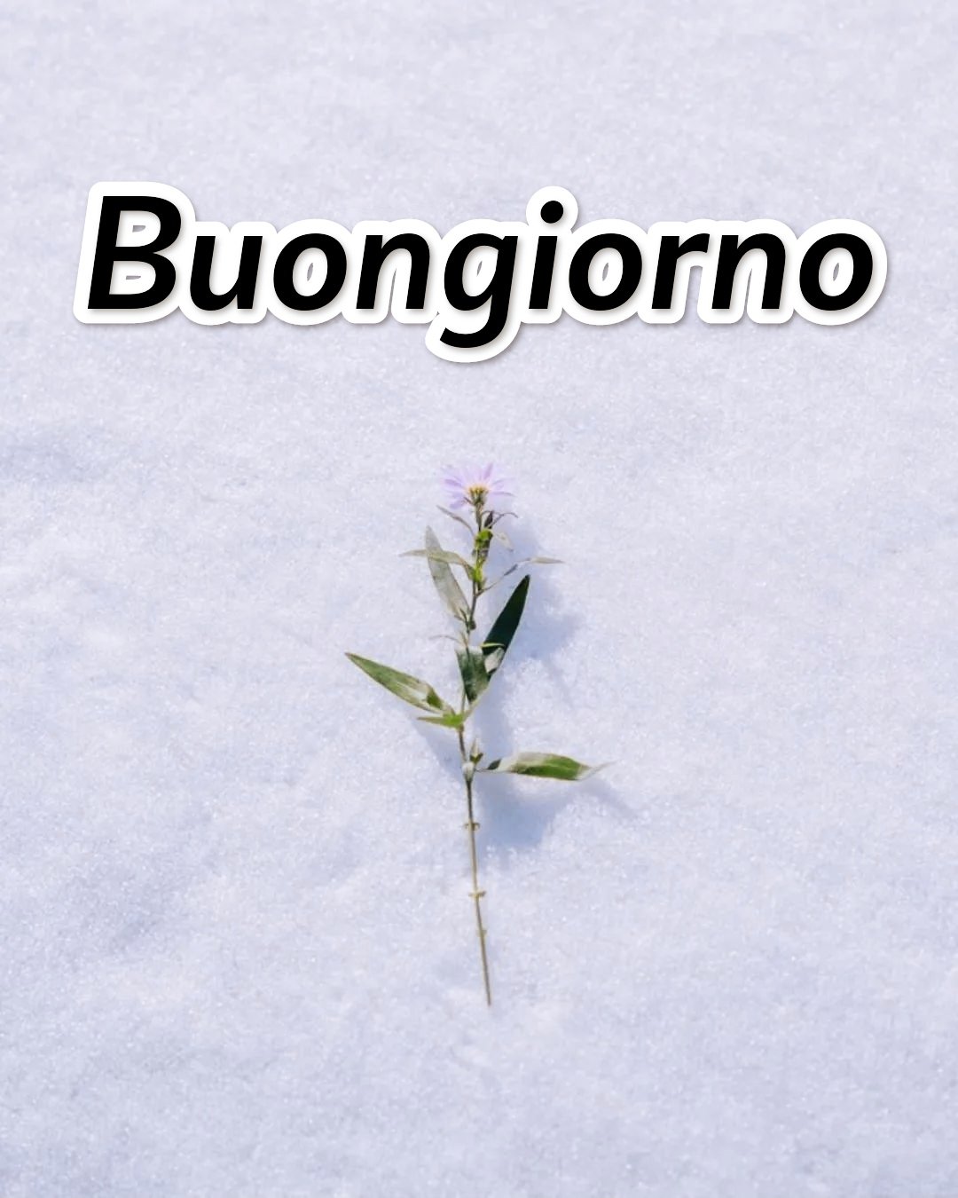 Semplicemente Buongiorno Immagini Nuove GIF