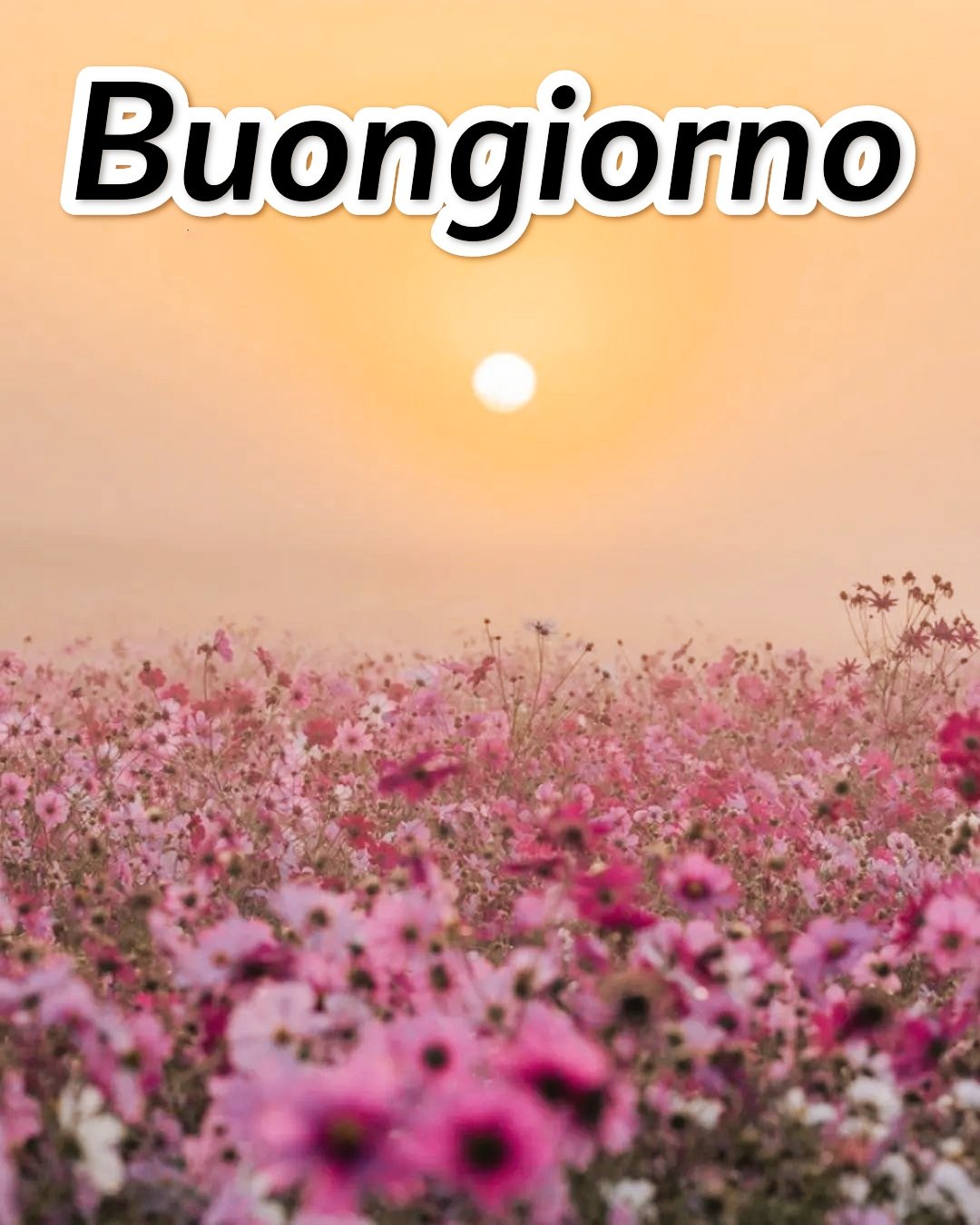 Semplicemente Buongiorno Immagini Nuove Gratis