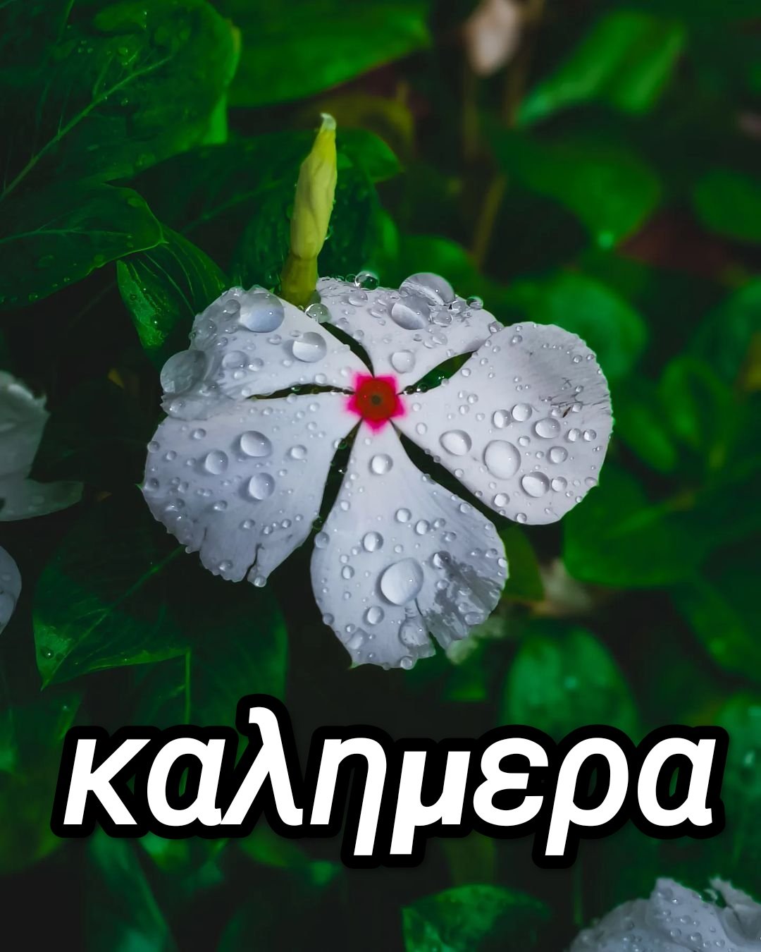 βροχερή καλημέρα εικόνες
