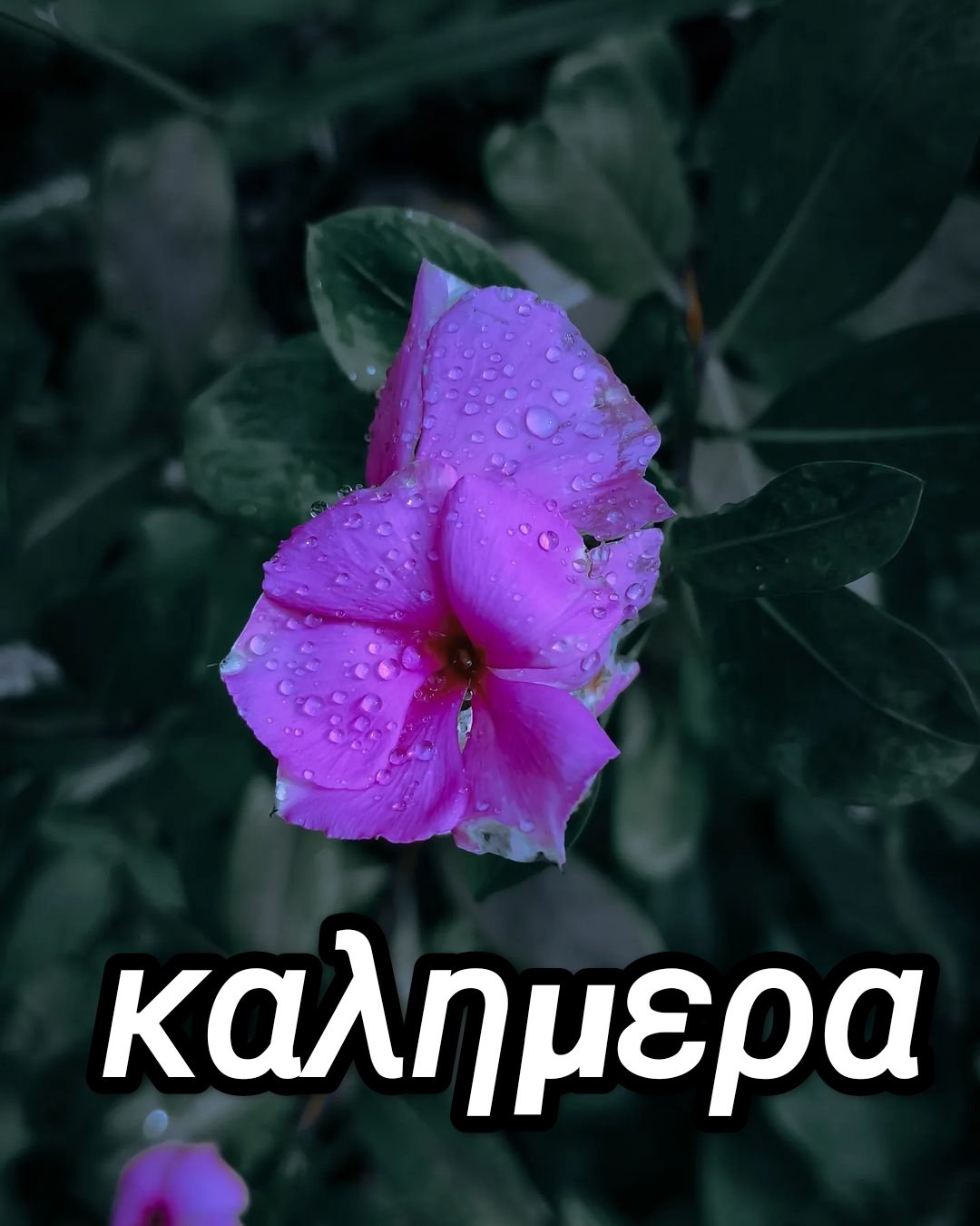 εικόνες καλημέρα κατεβάσετε δωρεάν