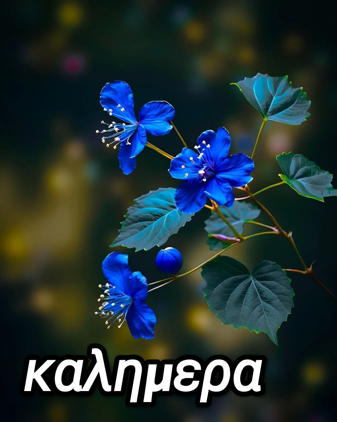 καλοκαιρινη καλημερα εικονεσ